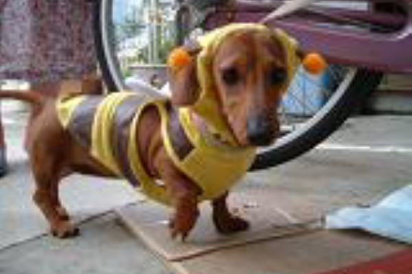 写真 イラスト 絵手紙