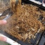 Dr.関塾篠崎4丁目校・西小岩校・市川曽谷校のブログ