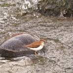 シートンでファーブルな生物記