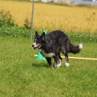 【犬のいる暮らし】６０歳からはやりたい放題だけどね♪