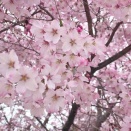 【最新のスケジュール情報】4月のご予約承ります♪