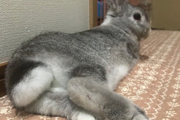 うさぎのきた道 募集中