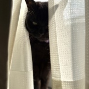 【猫写真】ひとりの時間を楽しみたいスミちゃん