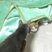 隠れることが大好きな大きな猫