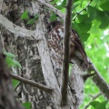 2025天然記念物大銀杏でアオバズクを撮る🦉XVIII（足利市鑁阿寺）