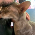 お父さんの髭が大好きジャミちゃん