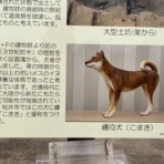大阪の歴女と歴犬