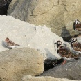 2026年5月14日の野鳥公園