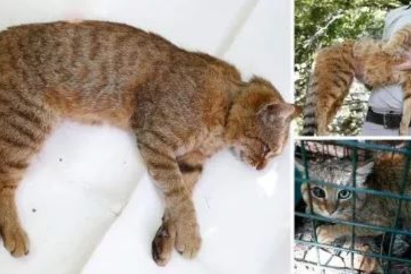 動画 仏コルシカ島で キツネネコ 捕獲 当局は新種と主張 写真1枚 国際ニュース Afpbb News