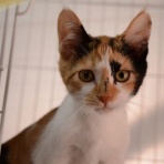 行橋猫カフェ＆動物病院ブログ