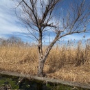 吉田 伐倒斎改め柳 伐倒斎！