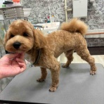 三重県　四日市市　ペットショップ　ワンラブ四日市店