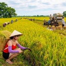 Harvesting 999KG+ of Rice on the Mountainside |
