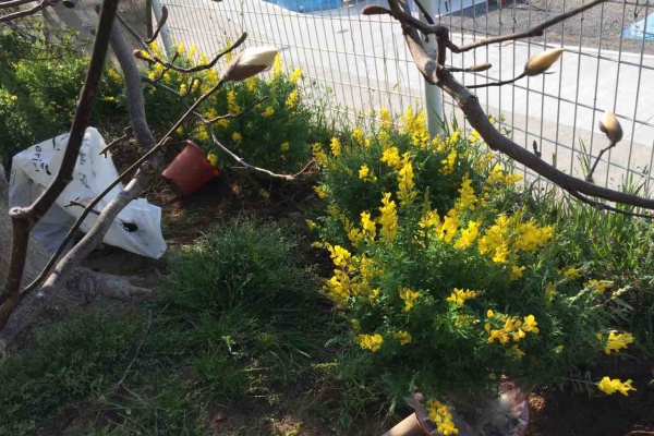 園芸店ナーセリーナカムラのブログ 18年03月