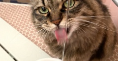 【猫写真】水が平気なマロちゃん