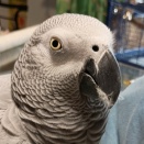 ヨウムのラブ、野球よりワタシを見て