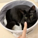 里親さんを待ってる猫たち(7/9)