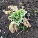 冬越えのキャベツの行方？