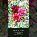 春庭に満つ虹光の慈心 Eternal Affection