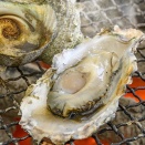 炭火で海鮮BBQ！カキをお得に堪能！『アピタ新潟西店』で『出張カキ小屋 牡蠣奉行』開催！3月27日～4月19日。