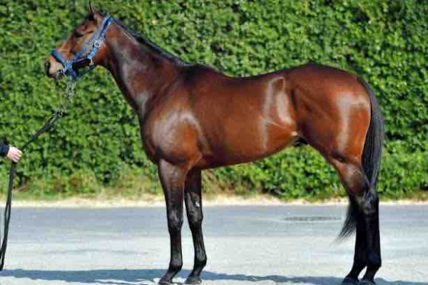 新入一口馬主の活動履歴 22