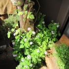 ハーブの食用花 27種 エディブルフラワーって意外と多い ボタニカルイラストで見るハーブの歴史百科 栽培法から料理まで より L O H A S Y 天然生活 天然素材に ハマってます