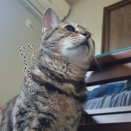 息子だけ連休明けてました。と、ブルーグレーの水面石つくりました。