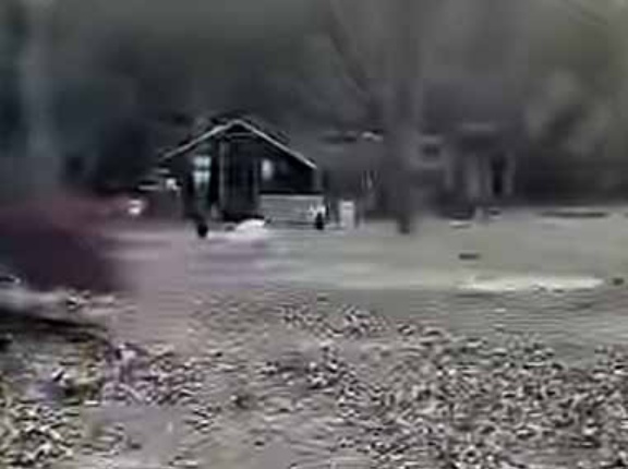 【とっても個性的】 私が帰宅するとニワトリたちがやってくる。ドタドタドタ♪ → １匹はこんなヤツです…