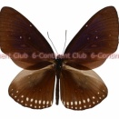 モデスタシロオビマダラ♂ (ランカウイ) Euploea modesta modesta