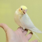 ペットショップふじやのブログ