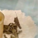 コナガ日記（2026/04/07）