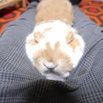 うのくらし