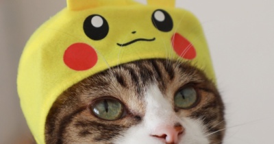 ピカチュウバッグと猫ら。