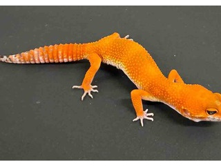 レオパ新入荷 にんじんが豊作ですよ