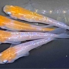 『メダカ・金魚入舎情報‼️』の画像