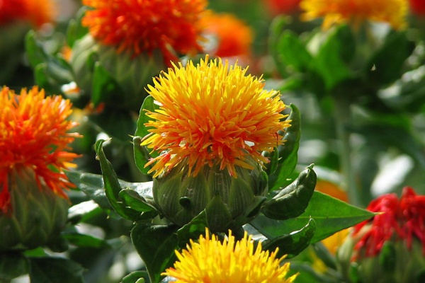 カムとキクタンの大満足時代 キク科の一年草