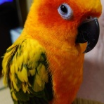 コではじまるインコ