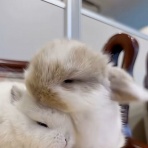 うのくらし