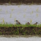 対馬の鳥たち6…シギチたち！