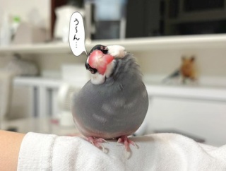 覇気を忘れてきたセラくん