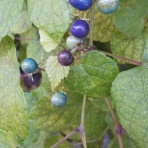 金子洋服店のブログ　テーラーにトライ