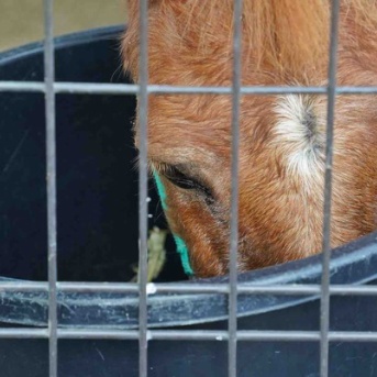 【大阪】天王寺動物園＊園内ぶらぶら（2026/08）
