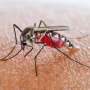 【マジかよ】蚊に刺されたら、実は最後まで血を吸わせたほうが良かった模様… 専門家「蚊が血吸っている最中に叩くと、伝染病のリスクが高まる」