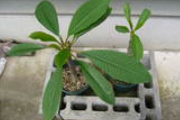 Time To Feed プルメリア栽培日記