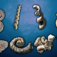 いまだ謎多きアンモナイト 「異常巻き」はなぜ出現した？