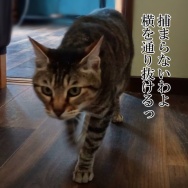 あちーねー💦と、ピンク花のちょうちょ作りました。