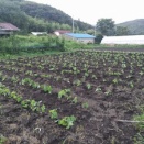 茶豆の定植^^;