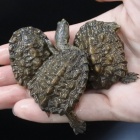 『ギザミネ～ 
』の画像