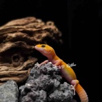 LUCK UP Reptiles