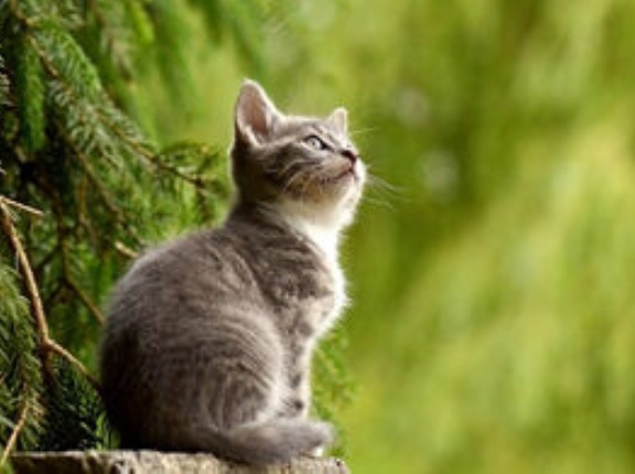 ゲーム中の"ネコハラ"を防ぐ「猫ハウスデスク」が発売